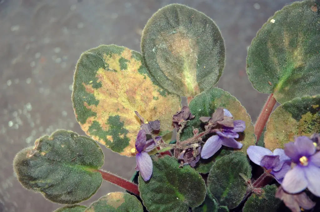 非洲紫羅蘭葉片出現啡色斑塊?