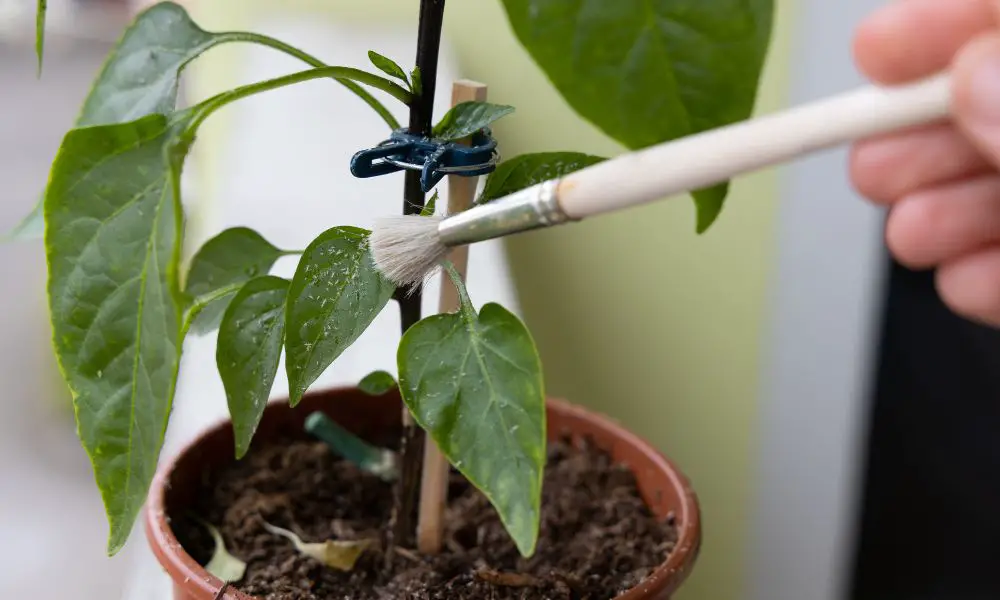 【如何消滅白粉蝨？】白粉蝨的天敵與有機防治|肥皂水、酒精小秘方