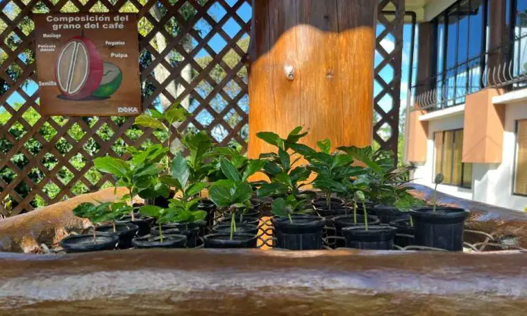 如何種植出高質素的咖啡樹