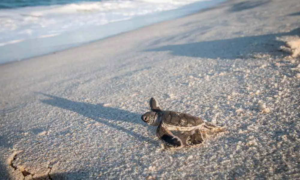 【生態旅遊筆記-1】哥斯達黎加的海龜保育之旅｜與世界各地的生態義工一起工作！