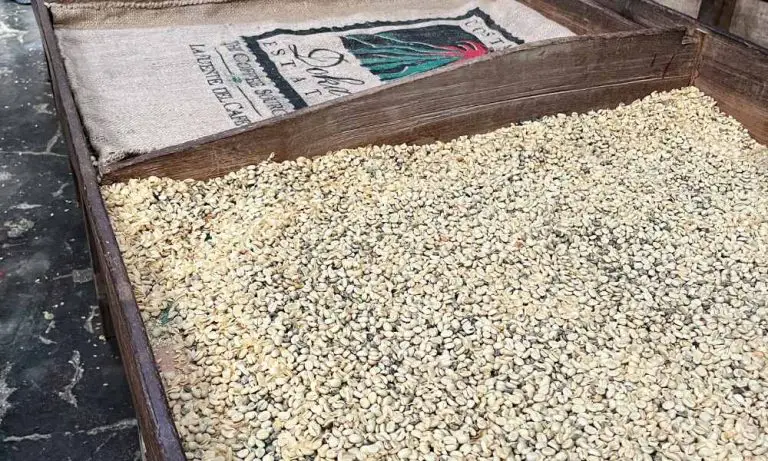 傳統的曬豆工序