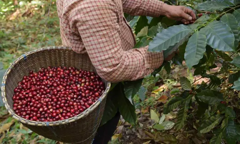 咖啡漿果採收