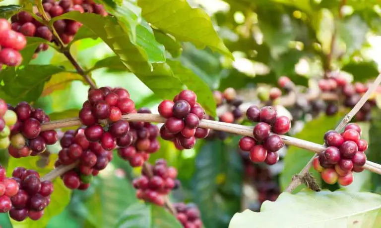 【咖啡樹種植】如何種出享譽世界的阿拉比卡咖啡豆(Arabica coffee)