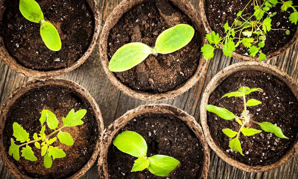 【泥炭土是什麼？】適合種什麼植物？2分鐘了解優缺點、pH值、調配比例！