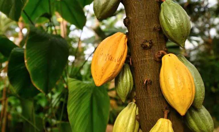 【可可豆是如何變成巧克力的？】從採收到發酵｜6個純正巧克力製作工序！