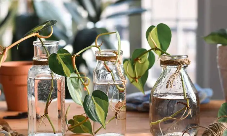 水培植物怎麼養