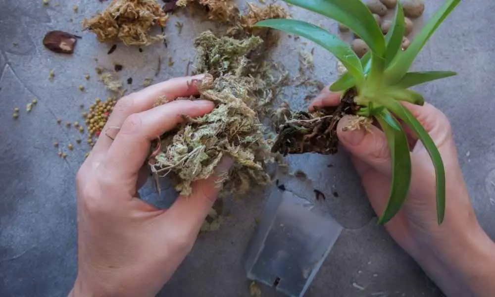 水苔的使用方法及優缺點