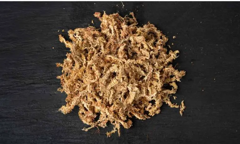 水苔是什麼？