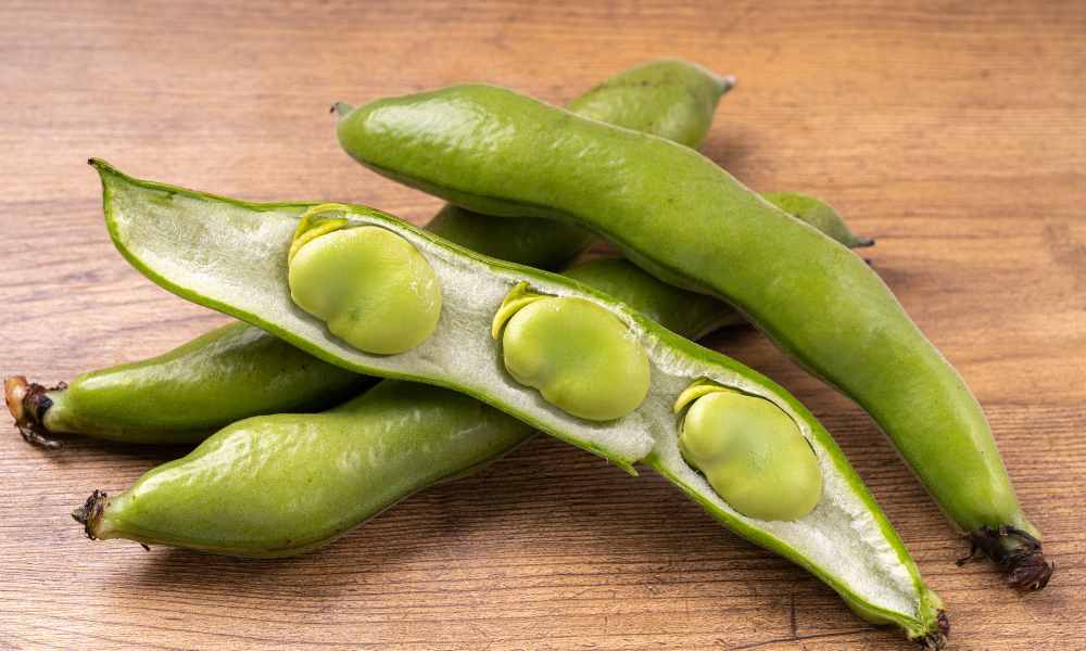 蠶豆種植