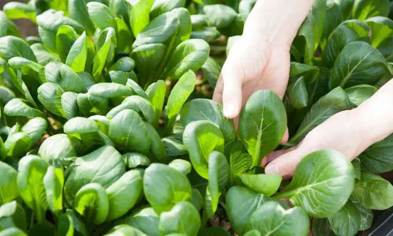 小松菜種植 /半日照蔬菜