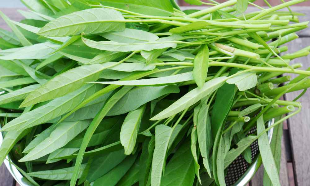 空心菜種植