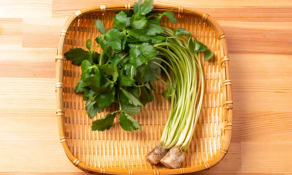 鴨兒芹種植
