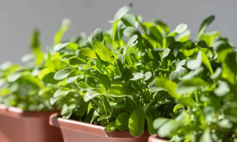 芝麻菜種植 /弱光照植物