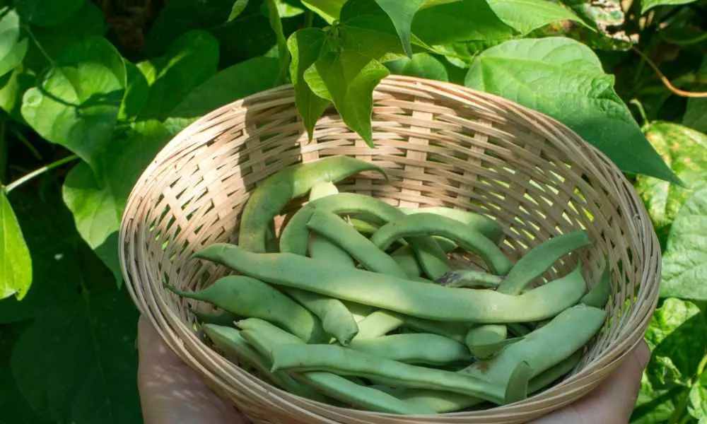 四季豆種植