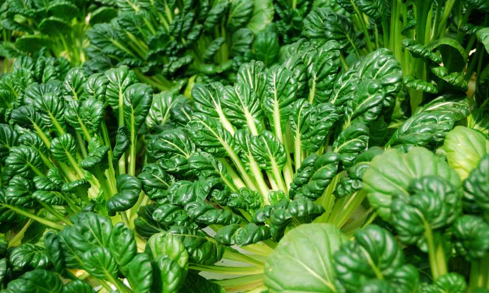 塌棵菜種植