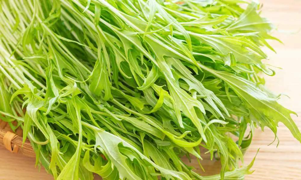 京水菜種植