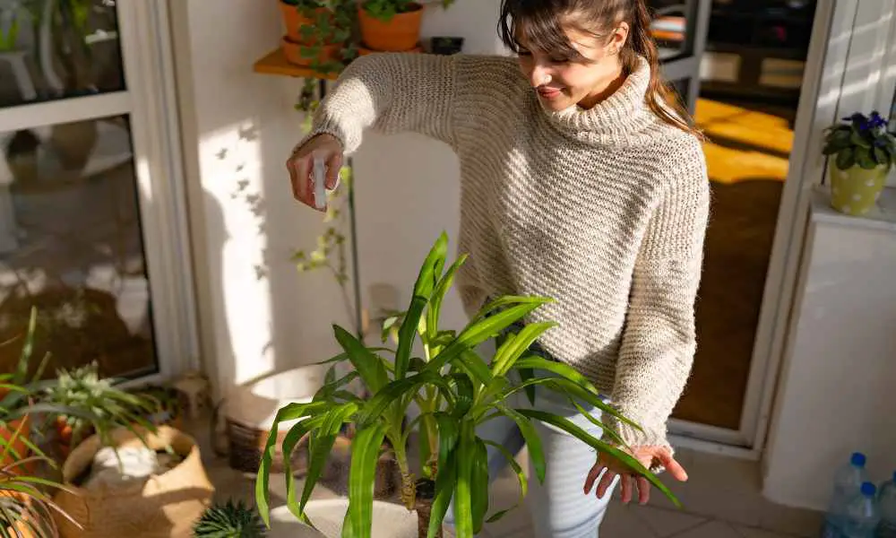 室內植物風水】有效提升家居及辦公室風水的室內植物及擺放禁忌