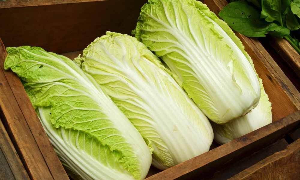 大白菜種植
