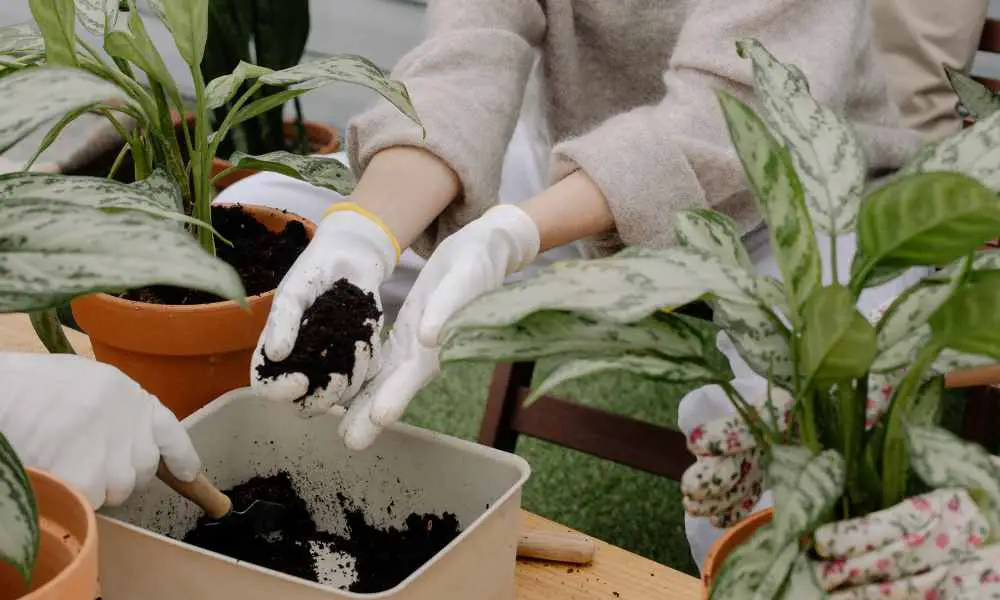 為什麼在種花前必須把土壤過篩？