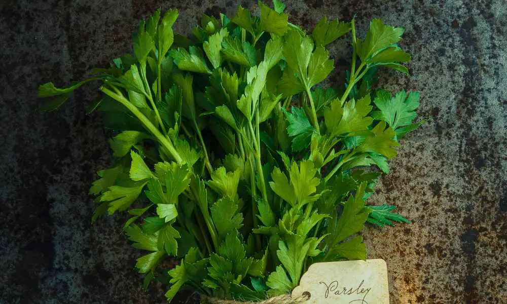 意大利香芹種植