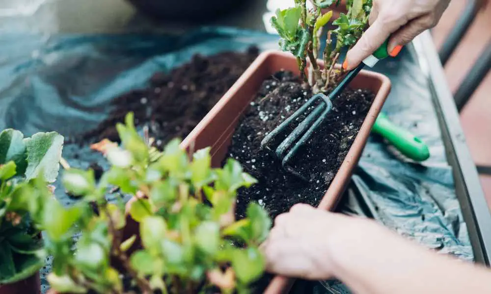 【舊土變肥土】盆栽種植過的泥土如何重用？