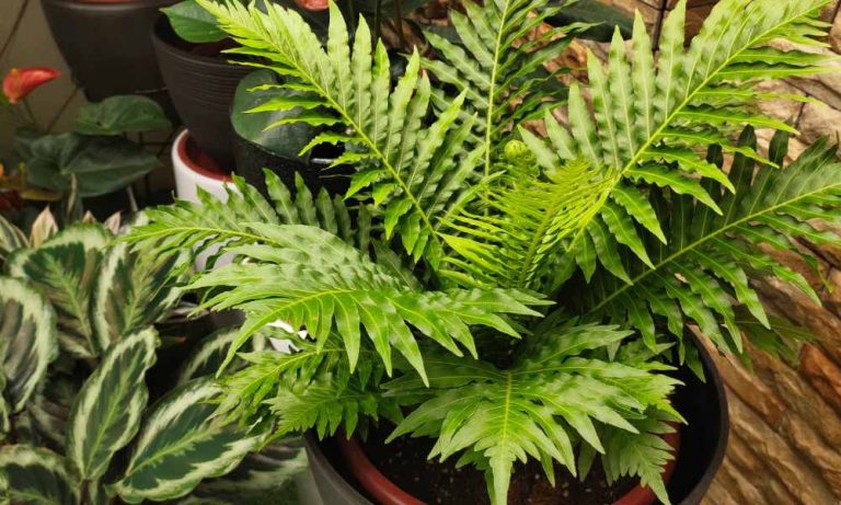 蕨類植物出現黃葉_的原因 (1)