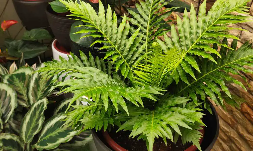蕨類植物出現黃葉_的原因 (1)