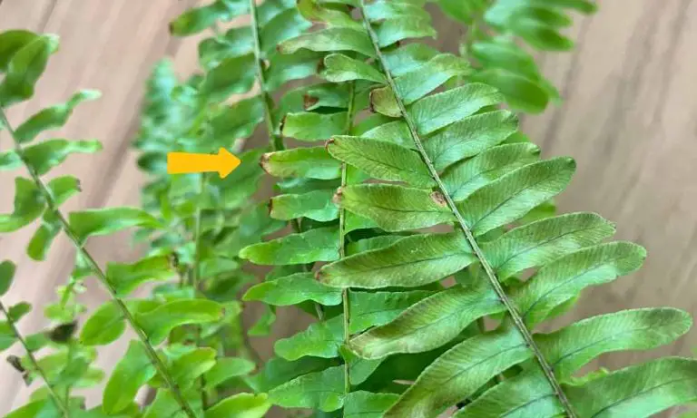 蕨類植物出現黃葉_的原因 -空氣乾燥