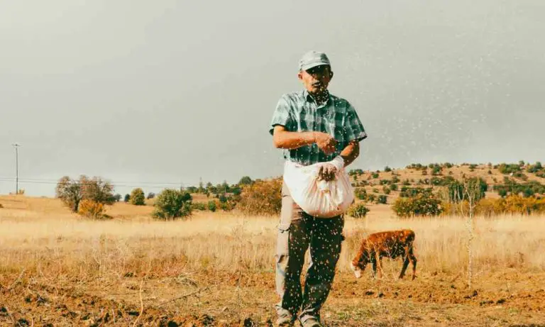 【播種方法】條播、點播及撒播的步驟及適用作物 (1)