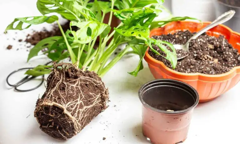 如何判斷植物根部腐爛？​