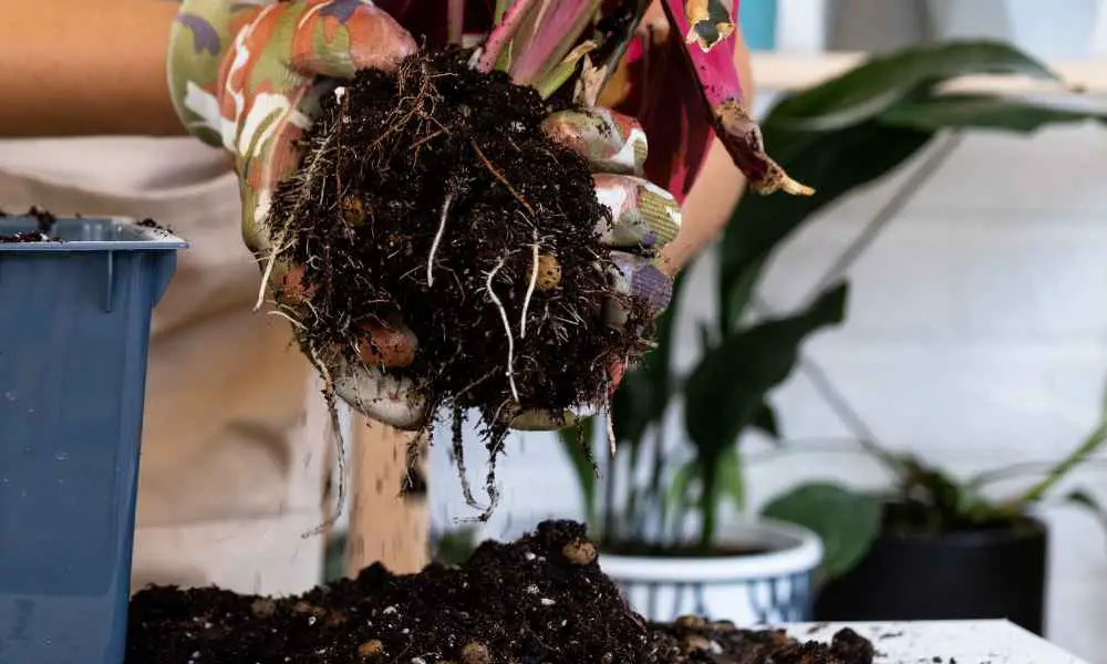 植物根部腐爛