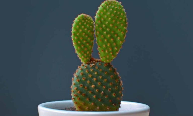 仙人掌品種-仙人掌果兔耳仙人掌