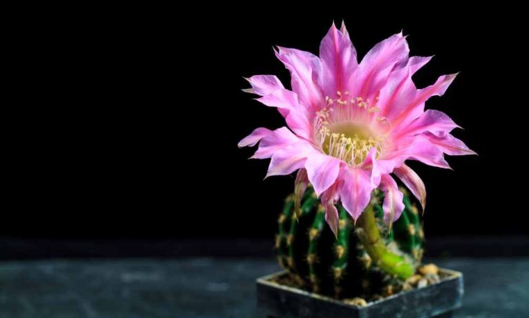 仙人掌品種-仙人球