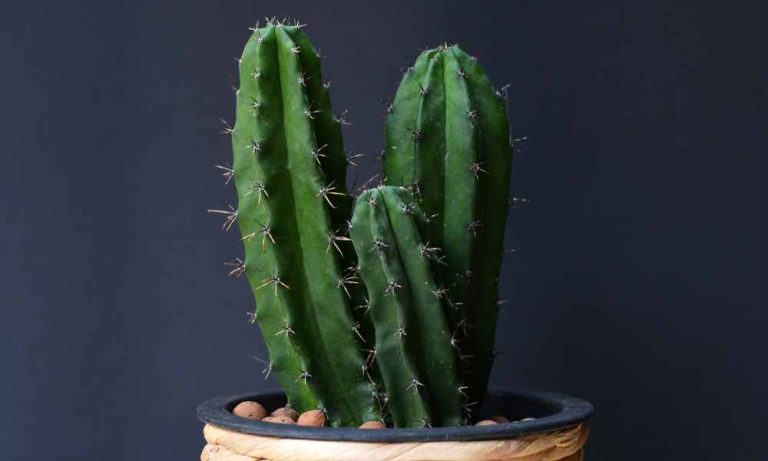 仙人掌品種-六角柱仙人掌