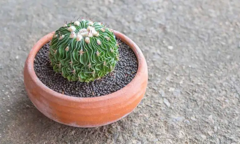 仙人掌品種-多棱球仙人掌