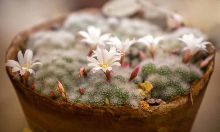 仙人掌品種-寶山球仙人掌