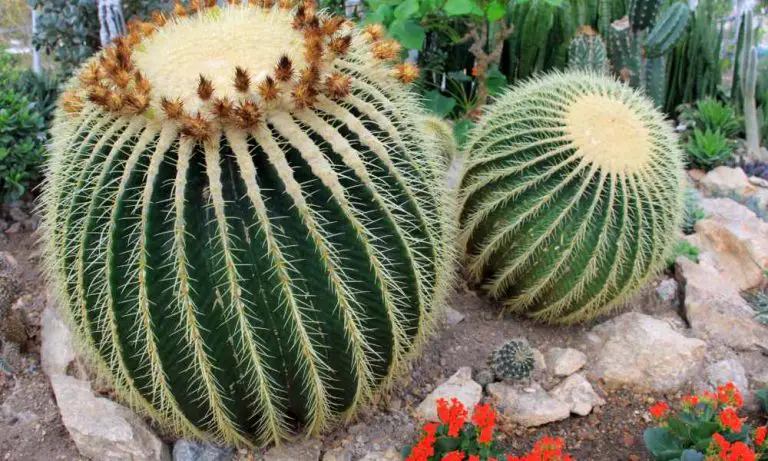 仙人掌品種-強刺仙人掌