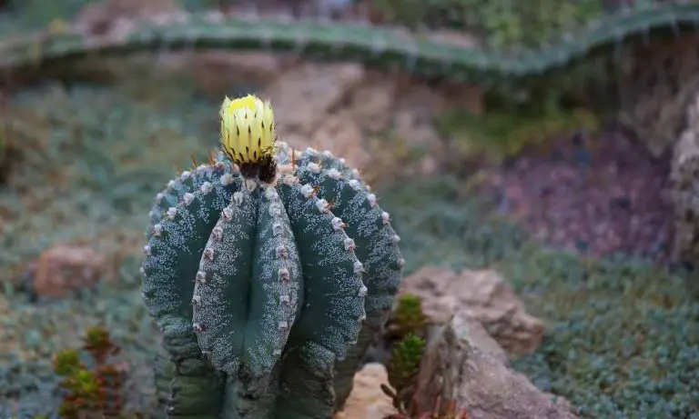 仙人掌品種-星球仙人掌