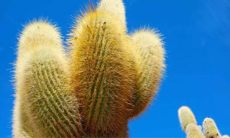 仙人掌品種-毛花柱仙人掌