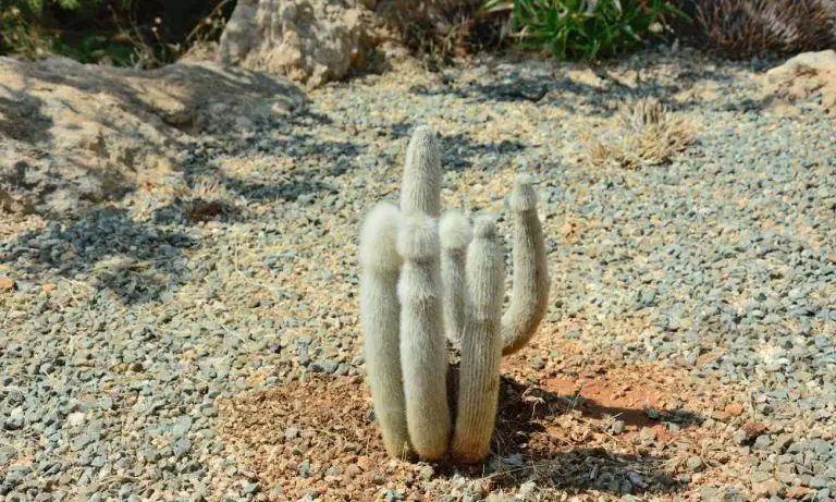 仙人掌品種-白檀仙人掌