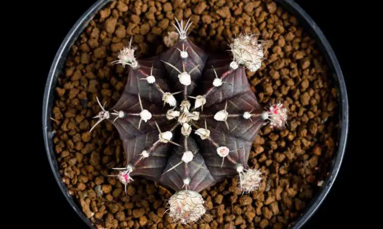 仙人掌品種-紅帽仙人掌