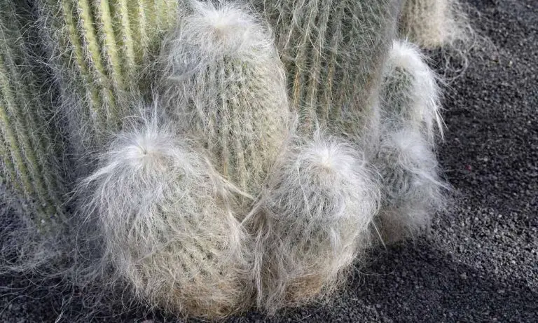 仙人掌品種-老人柱