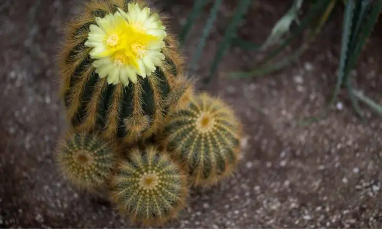 仙人掌品種-花仙人掌