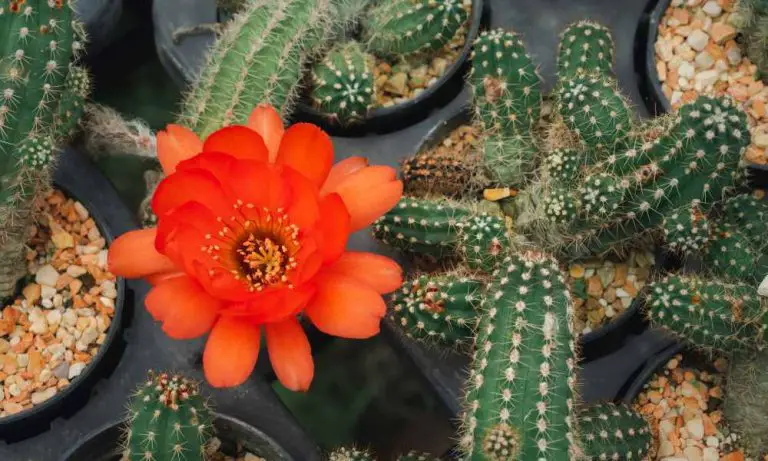 仙人掌品種-花盛仙人掌