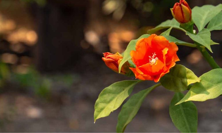 仙人掌品種-葉仙人掌