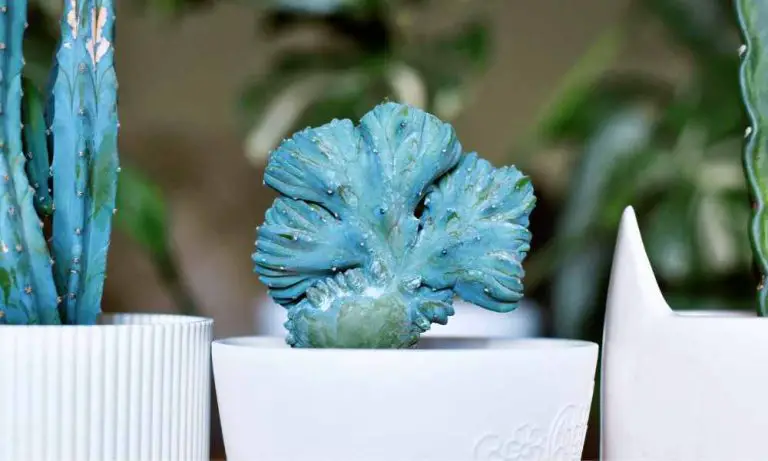 仙人掌品種-藍果仙人掌