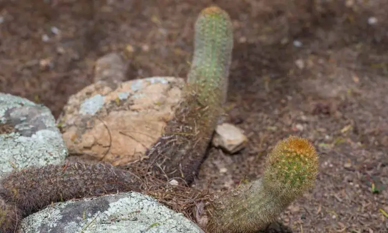 仙人掌品種-金煌柱仙人掌
