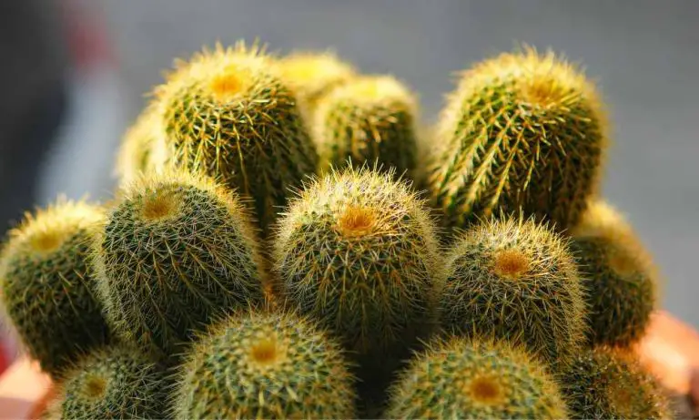 仙人掌品種-金球仙人掌