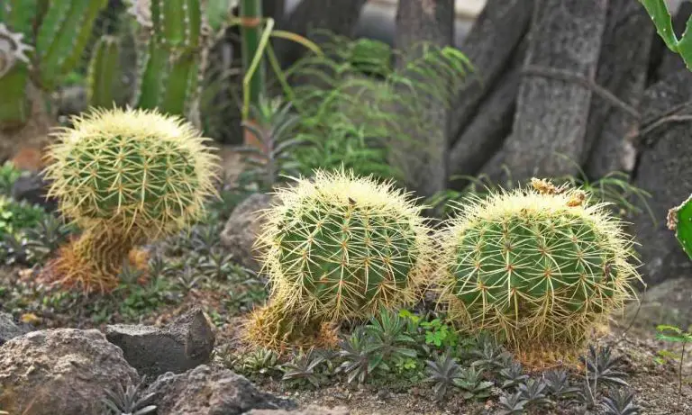 仙人掌品種-金琥