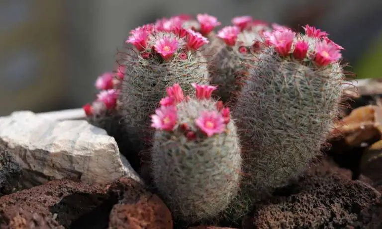 仙人掌品種-銀毛球